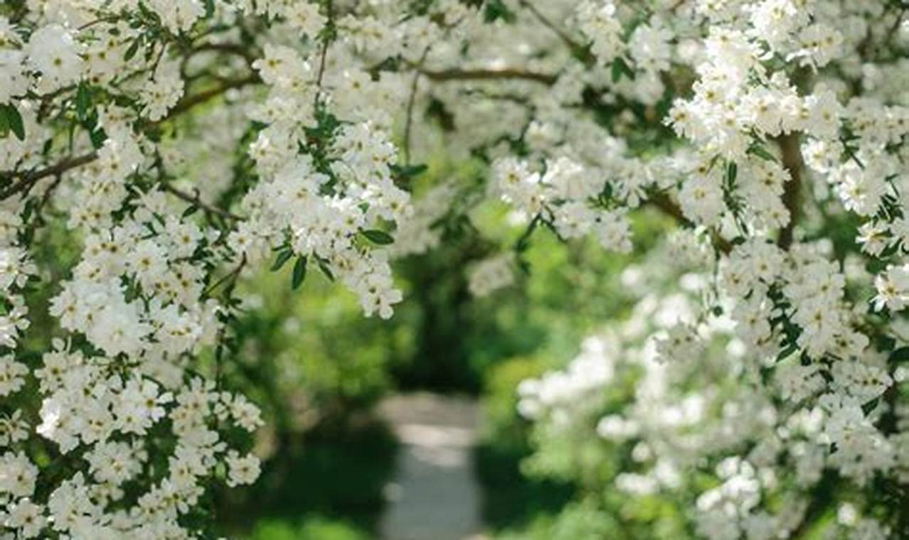 Dreamy Flower Garden White Ideas: Designs & Blooms | The Ultimate Gardening Guide: Grow a Thriving Garden Year-Round