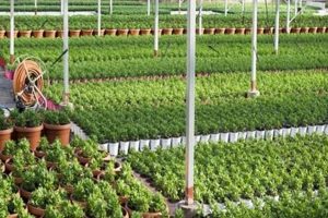 Basics: What is a Garden Nursery? (Explained) | The Ultimate Gardening Guide: Grow a Thriving Garden Year-Round