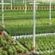 Basics: What is a Garden Nursery? (Explained) | The Ultimate Gardening Guide: Grow a Thriving Garden Year-Round
