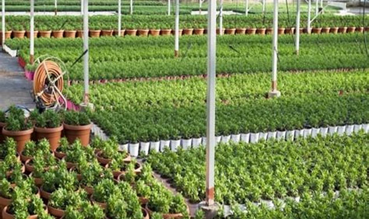 Basics: What is a Garden Nursery? (Explained) The Ultimate Gardening Guide: Grow a Thriving Garden Year-Round Basics: What is a Garden Nursery? (Explained) | The Ultimate Gardening Guide: Grow a Thriving Garden Year-Round