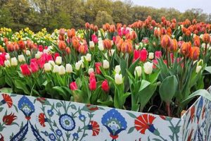 Experience the Tulip Immersion Garden in Holland, MI: A Floral Paradise The Ultimate Gardening Guide: Grow a Thriving Garden Year-Round Experience the Tulip Immersion Garden in Holland, MI: A Floral Paradise | The Ultimate Gardening Guide: Grow a Thriving Garden Year-Round