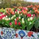Experience the Tulip Immersion Garden in Holland, MI: A Floral Paradise | The Ultimate Gardening Guide: Grow a Thriving Garden Year-Round