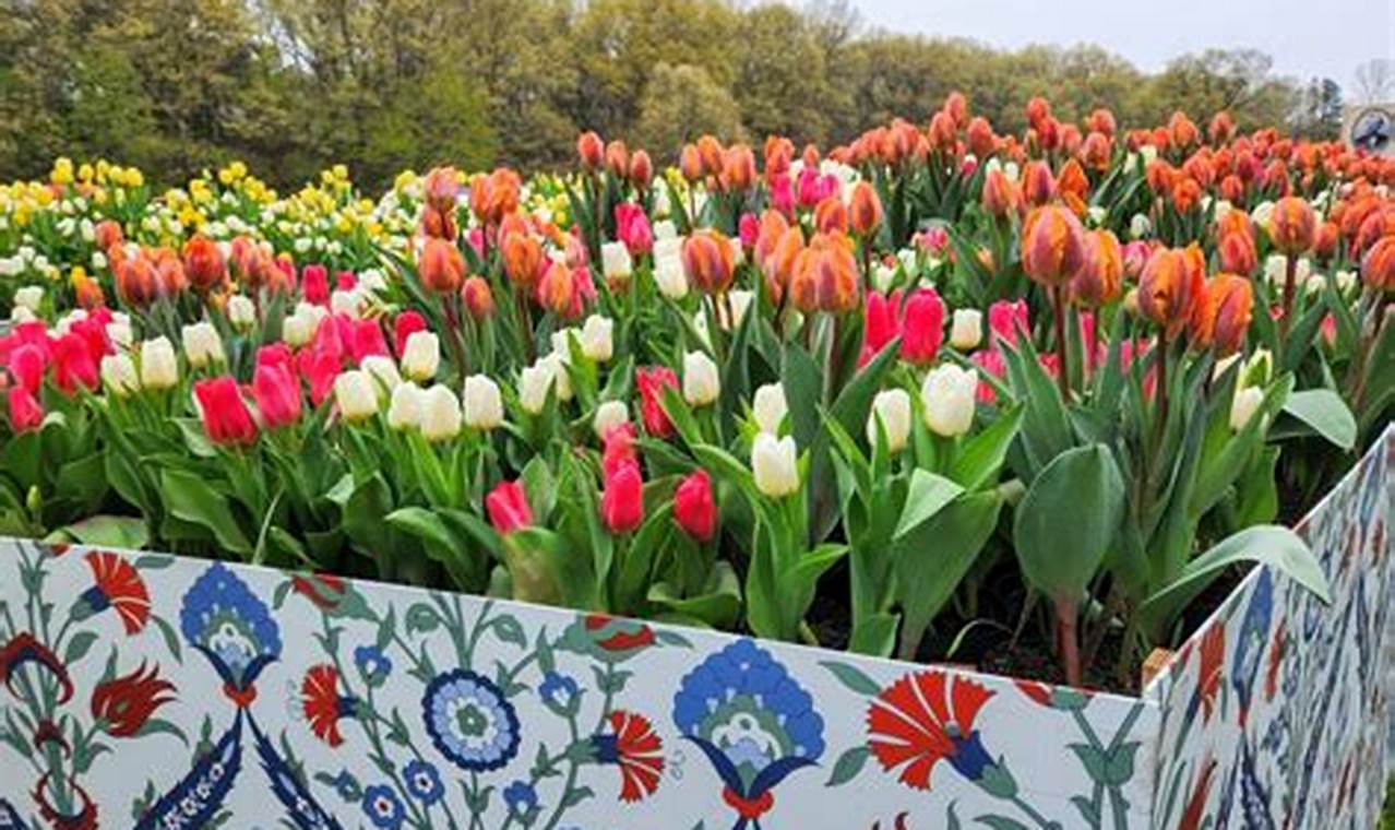 Experience the Tulip Immersion Garden in Holland, MI: A Floral Paradise The Ultimate Gardening Guide: Grow a Thriving Garden Year-Round Experience the Tulip Immersion Garden in Holland, MI: A Floral Paradise | The Ultimate Gardening Guide: Grow a Thriving Garden Year-Round