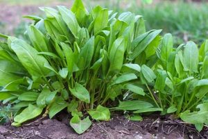 Grow Easy Garden Sorrel: Uses, Benefits & Tips | The Ultimate Gardening Guide: Grow a Thriving Garden Year-Round