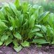 Grow Easy Garden Sorrel: Uses, Benefits & Tips | The Ultimate Gardening Guide: Grow a Thriving Garden Year-Round