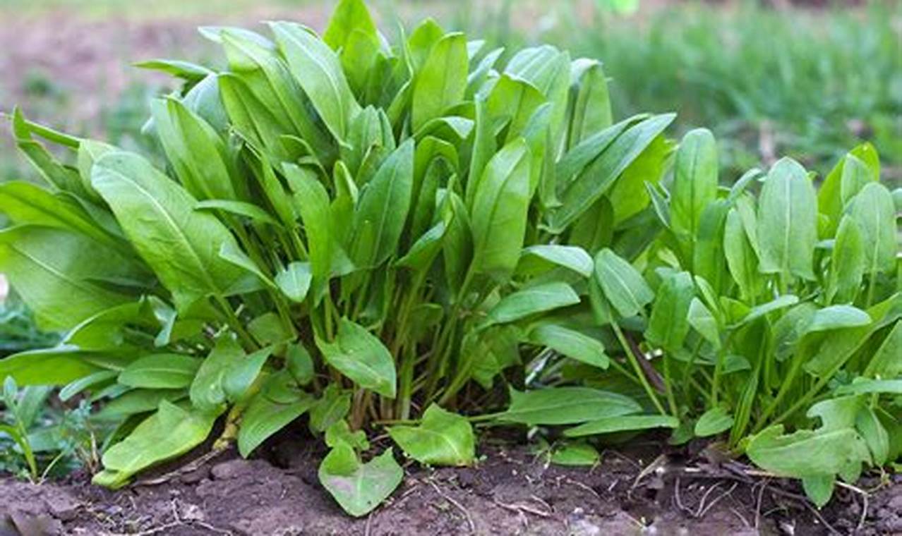 Grow Easy Garden Sorrel: Uses, Benefits & Tips | The Ultimate Gardening Guide: Grow a Thriving Garden Year-Round