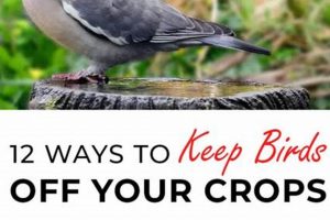 Easy Garden Bird Control: How to Keep Birds Away From Your Garden Tips | The Ultimate Gardening Guide: Grow a Thriving Garden Year-Round