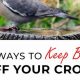 Easy Garden Bird Control: How to Keep Birds Away From Your Garden Tips | The Ultimate Gardening Guide: Grow a Thriving Garden Year-Round