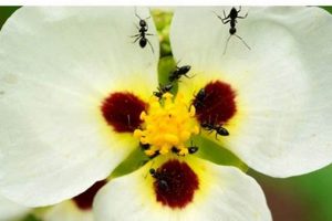 Do This! Are Ants Beneficial in Your Garden? Tips &amp; Facts | The Ultimate Gardening Guide: Grow a Thriving Garden Year-Round