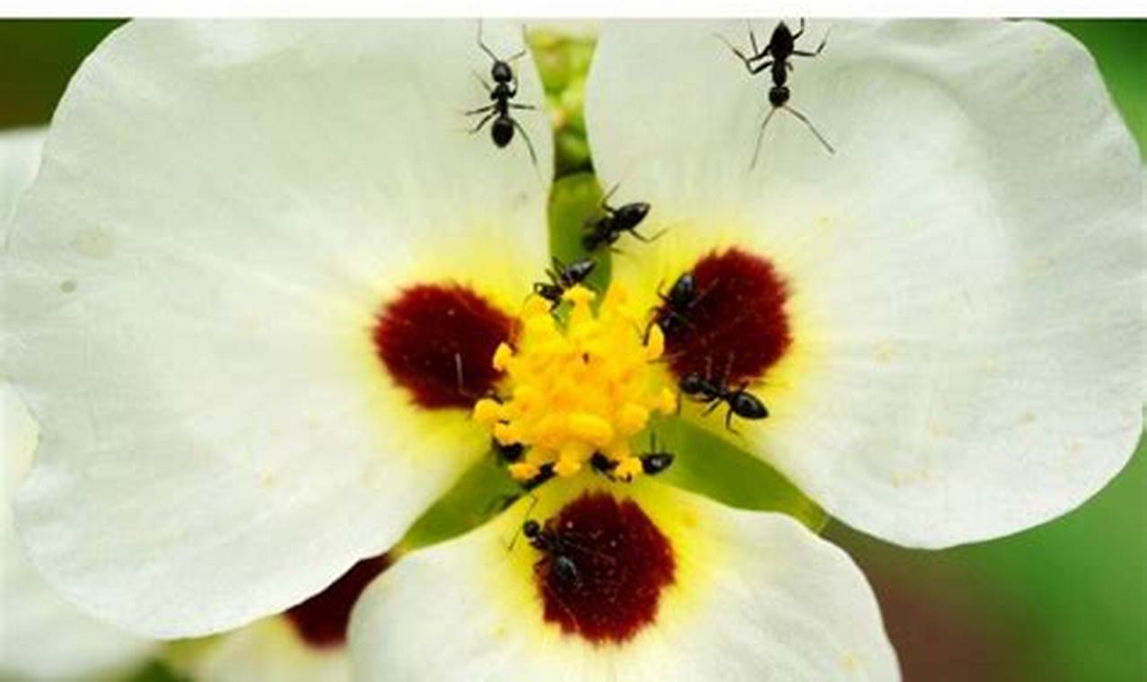 Do This! Are Ants Beneficial in Your Garden? Tips &amp; Facts | The Ultimate Gardening Guide: Grow a Thriving Garden Year-Round