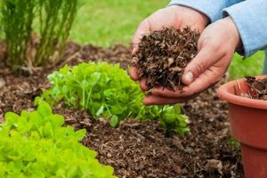 Best Organic Garden Mulch: Soil Health & Beauty | The Ultimate Gardening Guide: Grow a Thriving Garden Year-Round