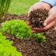 Best Organic Garden Mulch: Soil Health & Beauty | The Ultimate Gardening Guide: Grow a Thriving Garden Year-Round