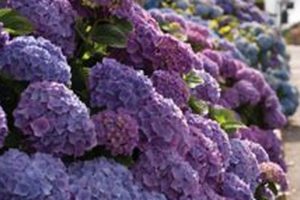 Discover: Post Road English Garden Ideas + Tips | The Ultimate Gardening Guide: Grow a Thriving Garden Year-Round