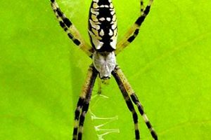Grow: Michigan Garden Spiders Care & Benefits | The Ultimate Gardening Guide: Grow a Thriving Garden Year-Round