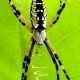 Grow: Michigan Garden Spiders Care & Benefits | The Ultimate Gardening Guide: Grow a Thriving Garden Year-Round