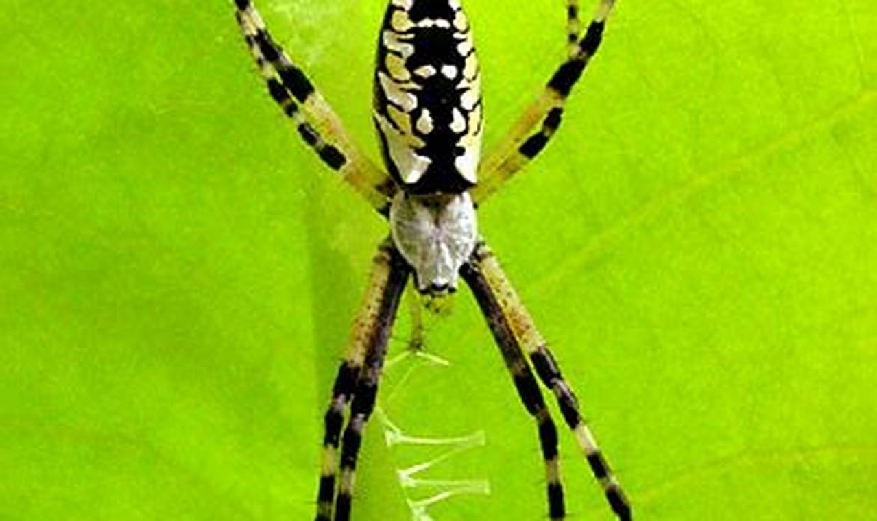 Grow: Michigan Garden Spiders Care & Benefits | The Ultimate Gardening Guide: Grow a Thriving Garden Year-Round