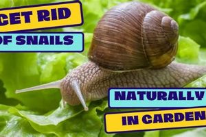 Garden Pest Control: How to Get Rid of Snails Fast! | The Ultimate Gardening Guide: Grow a Thriving Garden Year-Round