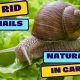 Garden Pest Control: How to Get Rid of Snails Fast! | The Ultimate Gardening Guide: Grow a Thriving Garden Year-Round