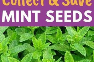 Buy Garden Mint Seeds Online: Grow Your Garden | The Ultimate Gardening Guide: Grow a Thriving Garden Year-Round