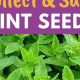 Buy Garden Mint Seeds Online: Grow Your Garden | The Ultimate Gardening Guide: Grow a Thriving Garden Year-Round