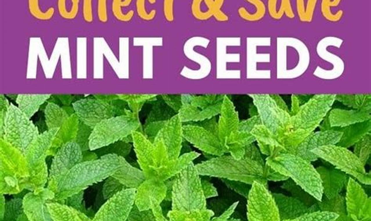 Buy Garden Mint Seeds Online: Grow Your Garden | The Ultimate Gardening Guide: Grow a Thriving Garden Year-Round