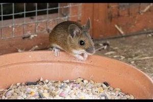 Help! I Have a Field Mouse in My Garden: Control & Tips | The Ultimate Gardening Guide: Grow a Thriving Garden Year-Round