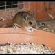 Help! I Have a Field Mouse in My Garden: Control & Tips | The Ultimate Gardening Guide: Grow a Thriving Garden Year-Round