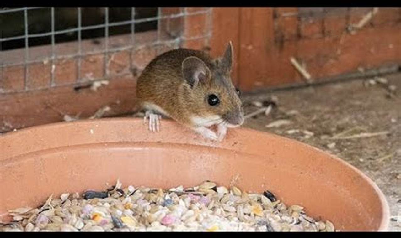 Help! I Have a Field Mouse in My Garden: Control & Tips | The Ultimate Gardening Guide: Grow a Thriving Garden Year-Round