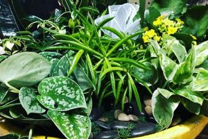 Best Dish Garden Plants: Miniature Gardens | The Ultimate Gardening Guide: Grow a Thriving Garden Year-Round