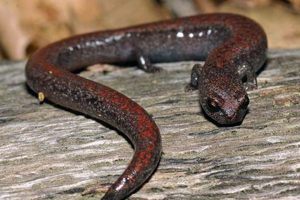 Find Garden Slender Salamanders: Care & Habitat Tips | The Ultimate Gardening Guide: Grow a Thriving Garden Year-Round