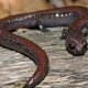 Find Garden Slender Salamanders: Care & Habitat Tips | The Ultimate Gardening Guide: Grow a Thriving Garden Year-Round