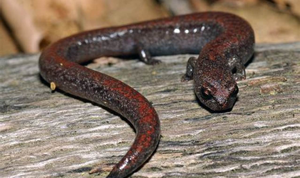 Find Garden Slender Salamanders: Care & Habitat Tips | The Ultimate Gardening Guide: Grow a Thriving Garden Year-Round