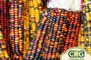 Buy Discount Bulk Garden Seeds Now! | The Ultimate Gardening Guide: Grow a Thriving Garden Year-Round