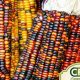Buy Discount Bulk Garden Seeds Now! | The Ultimate Gardening Guide: Grow a Thriving Garden Year-Round