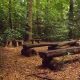 Visit Woodlands Garden Decatur: A Nature's Paradise | The Ultimate Gardening Guide: Grow a Thriving Garden Year-Round