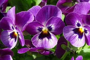 Best Purple Garden Flowers: A Gardener's Guide! | The Ultimate Gardening Guide: Grow a Thriving Garden Year-Round