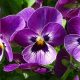 Best Purple Garden Flowers: A Gardener's Guide! | The Ultimate Gardening Guide: Grow a Thriving Garden Year-Round