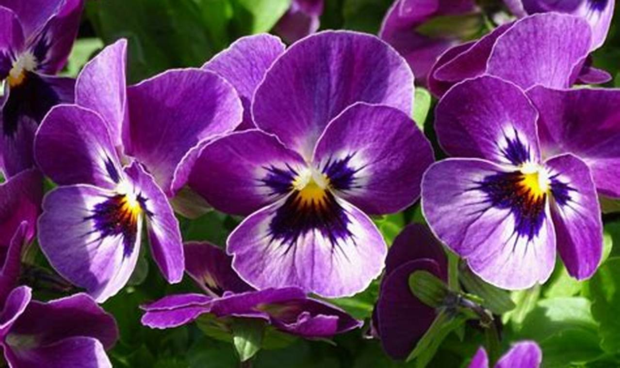 Best Purple Garden Flowers: A Gardener's Guide! | The Ultimate Gardening Guide: Grow a Thriving Garden Year-Round