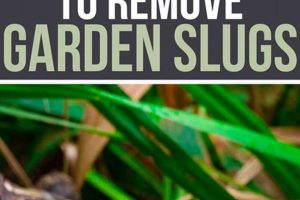 Stop Slugs! How to Get Rid of Slugs in the Garden Fast | The Ultimate Gardening Guide: Grow a Thriving Garden Year-Round