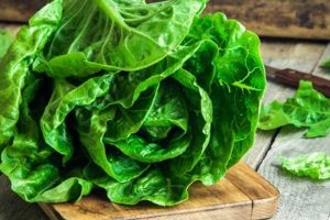 Why Garden Lettuce Tastes Bitter? Fix It Now! | The Ultimate Gardening Guide: Grow a Thriving Garden Year-Round