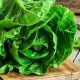 Why Garden Lettuce Tastes Bitter? Fix It Now! | The Ultimate Gardening Guide: Grow a Thriving Garden Year-Round