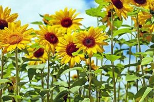 Grow Your Sunflower's Garden: Tips & Beauty | The Ultimate Gardening Guide: Grow a Thriving Garden Year-Round