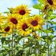 Grow Your Sunflower's Garden: Tips & Beauty | The Ultimate Gardening Guide: Grow a Thriving Garden Year-Round