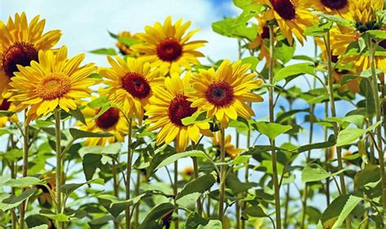 Grow Your Sunflower's Garden: Tips & Beauty | The Ultimate Gardening Guide: Grow a Thriving Garden Year-Round