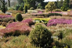 Create Your Beautiful Heather Garden: A Guide The Ultimate Gardening Guide: Grow a Thriving Garden Year-Round Create Your Beautiful Heather Garden: A Guide | The Ultimate Gardening Guide: Grow a Thriving Garden Year-Round