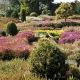 Create Your Beautiful Heather Garden: A Guide | The Ultimate Gardening Guide: Grow a Thriving Garden Year-Round