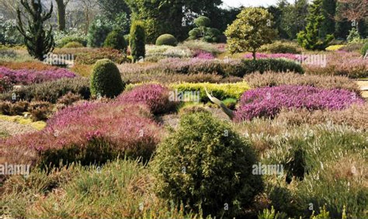 Create Your Beautiful Heather Garden: A Guide The Ultimate Gardening Guide: Grow a Thriving Garden Year-Round Create Your Beautiful Heather Garden: A Guide | The Ultimate Gardening Guide: Grow a Thriving Garden Year-Round