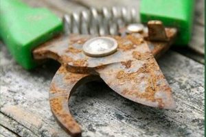 Easy How to Clean Rusty Garden Tools + Tips! | The Ultimate Gardening Guide: Grow a Thriving Garden Year-Round