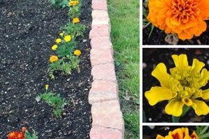 Grow More: Marigolds in the Vegetable Garden Secrets! | The Ultimate Gardening Guide: Grow a Thriving Garden Year-Round