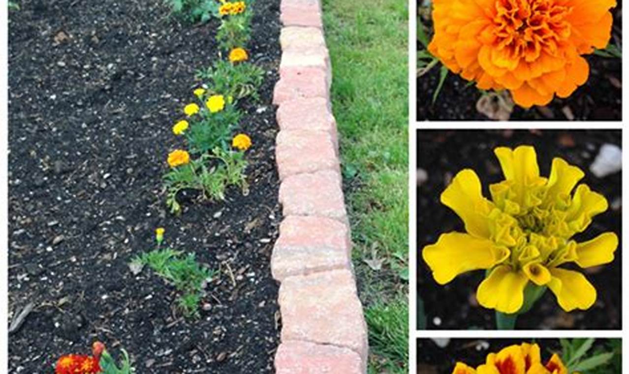 Grow More: Marigolds in the Vegetable Garden Secrets! The Ultimate Gardening Guide: Grow a Thriving Garden Year-Round Grow More: Marigolds in the Vegetable Garden Secrets! | The Ultimate Gardening Guide: Grow a Thriving Garden Year-Round